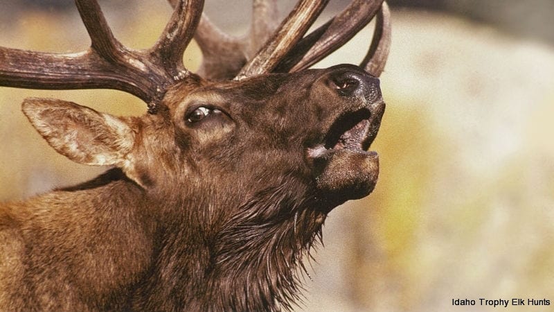 A close-up of an elk bugling.