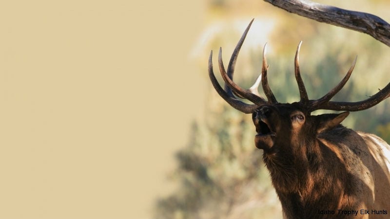 An elk with large antlers is bugling, looking upwards.