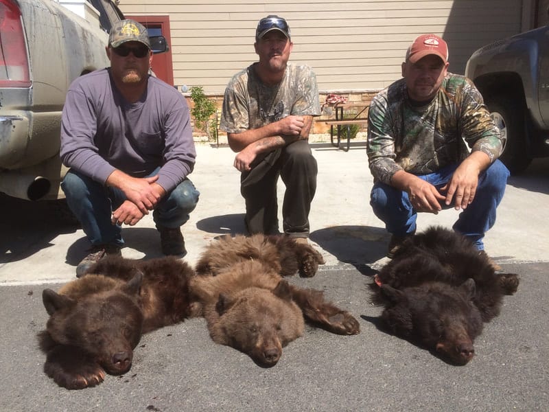 wyoming black bear hunts