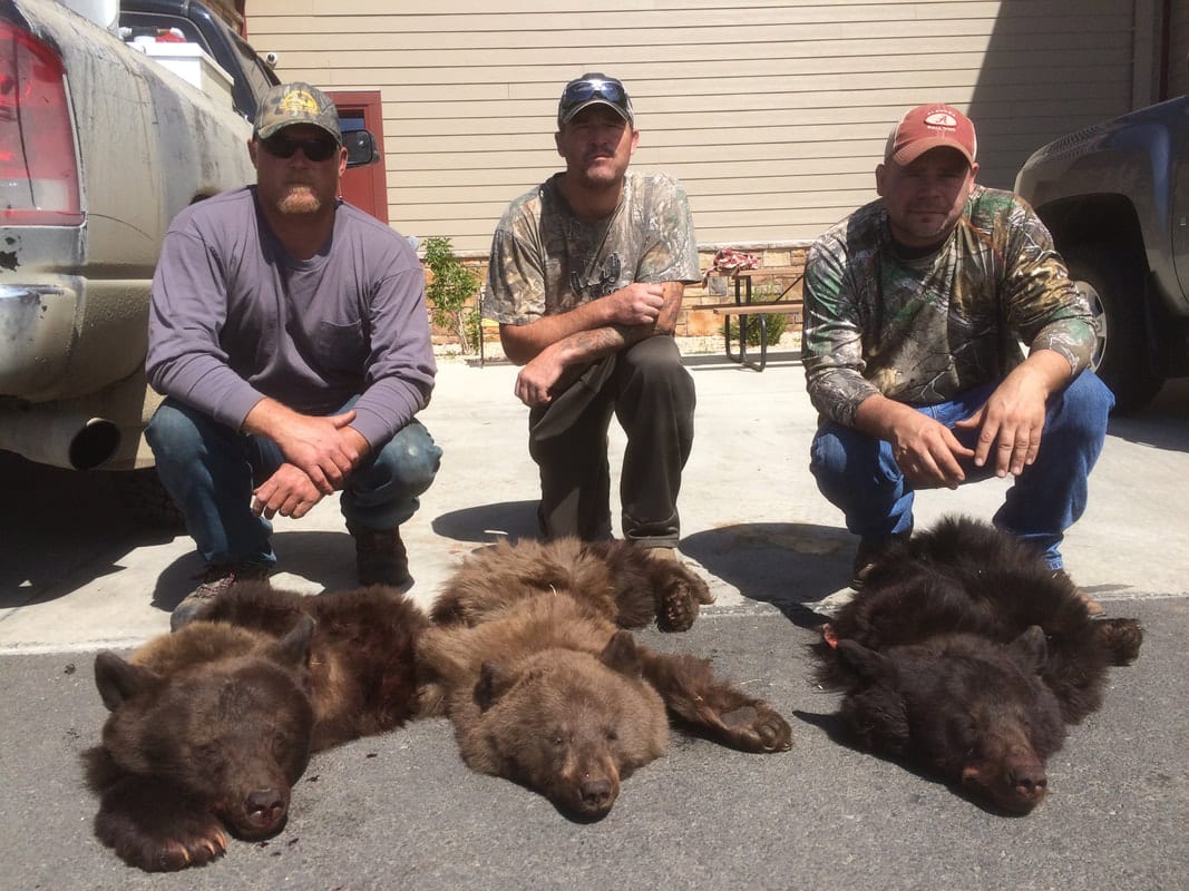 Archery Black Bear Hunts Wyoming Color Phase
