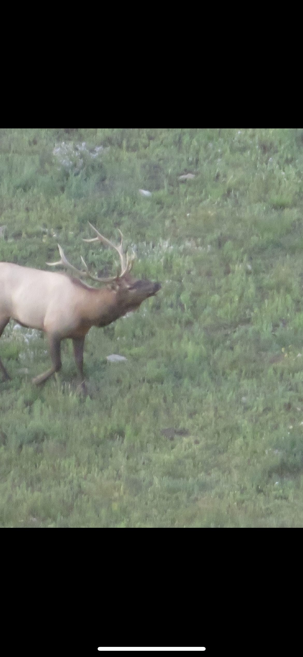 Elk Hunting in Colorado