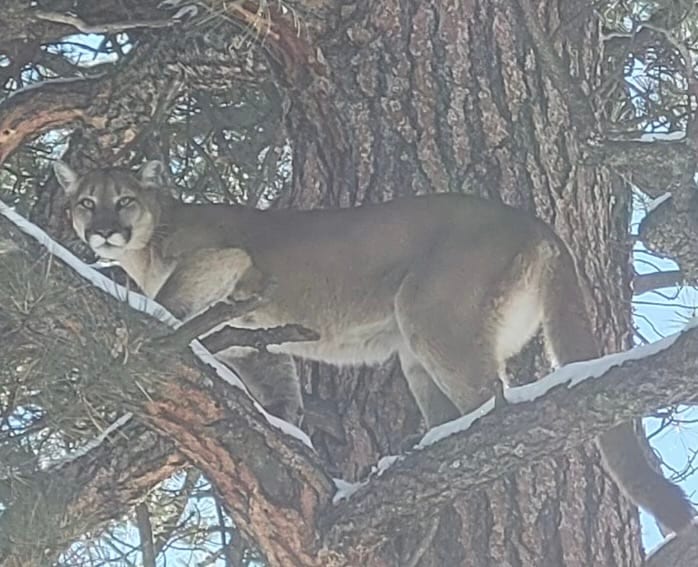 Mountain Lion Hunting in Colorado