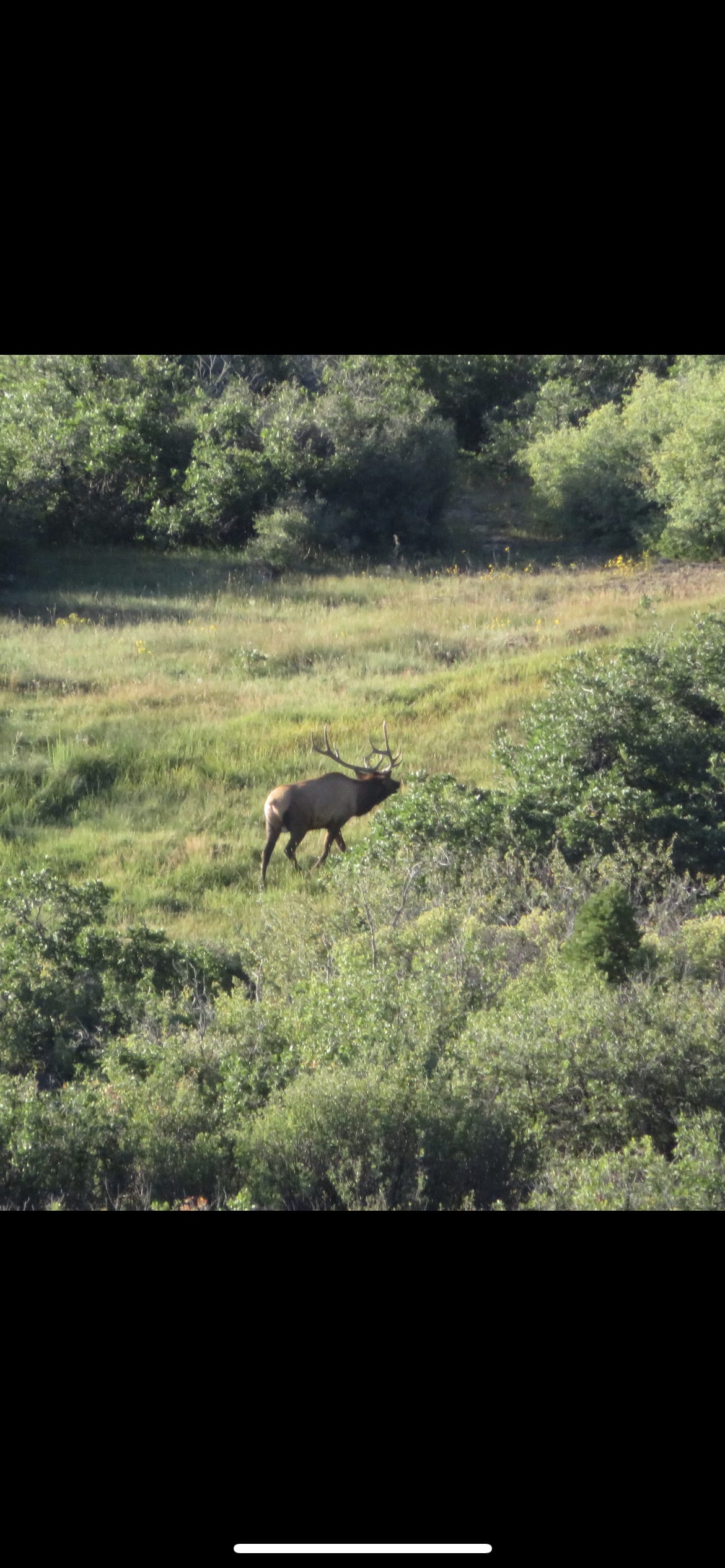 Colorado Elk Hunting