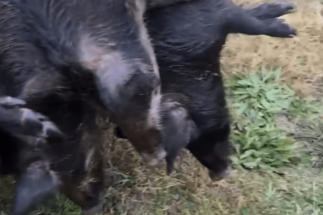 Several harvested wild boars are lying on the ground.