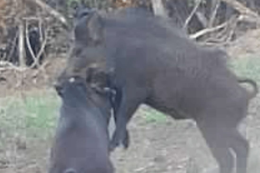 Two wild boars are seen interacting in a natural setting.