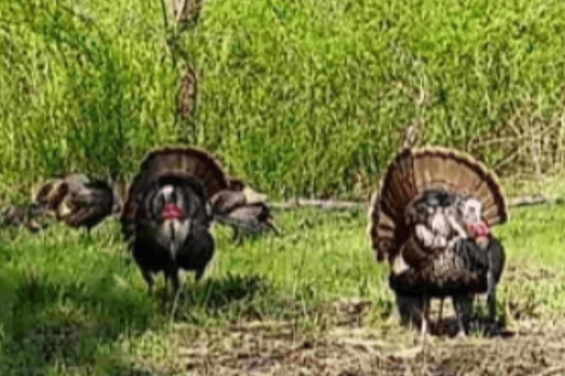 Several wild turkeys, including two with fanned tails, are in a grassy field.