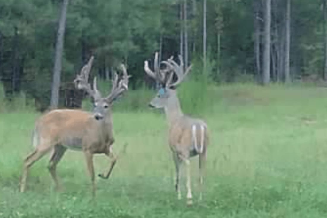 Two whitetail deer with large antlers stand in a grassy field with a forest in the background.