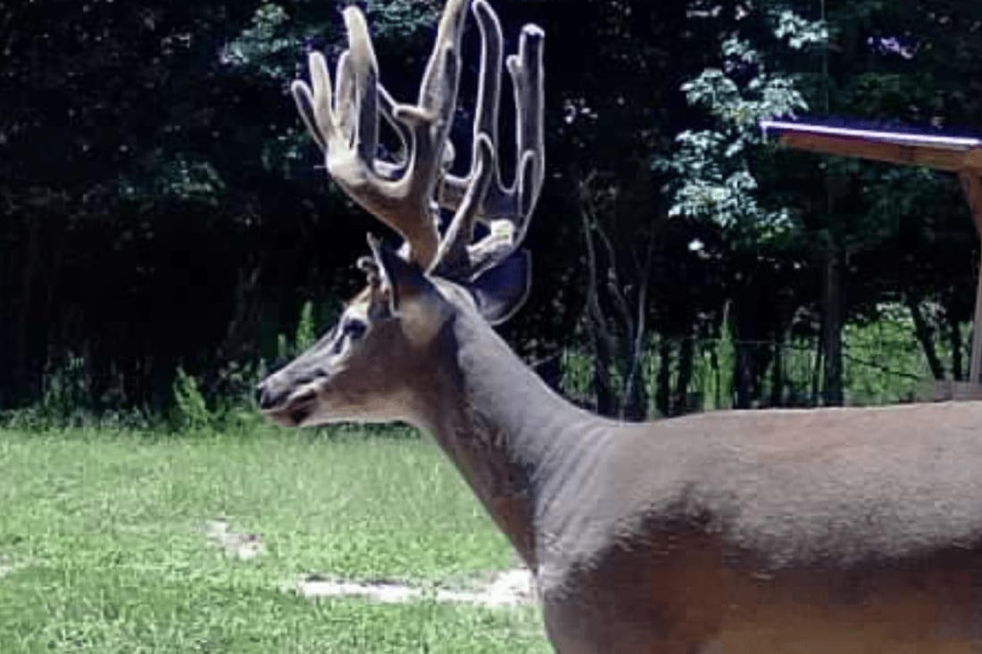 A whitetail deer with large antlers stands in a grassy field.