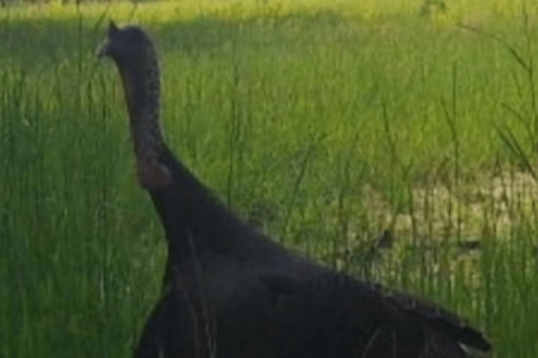 A wild turkey stands in tall green grass.