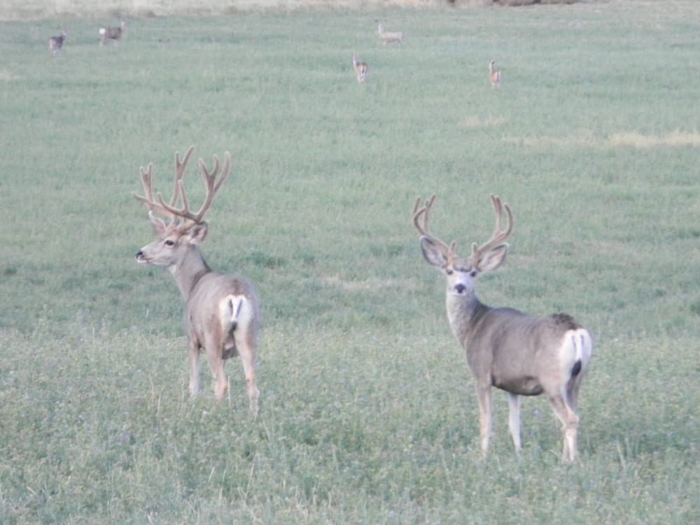 Two mule deer bucks stand in a grassy field with other deer in the background.