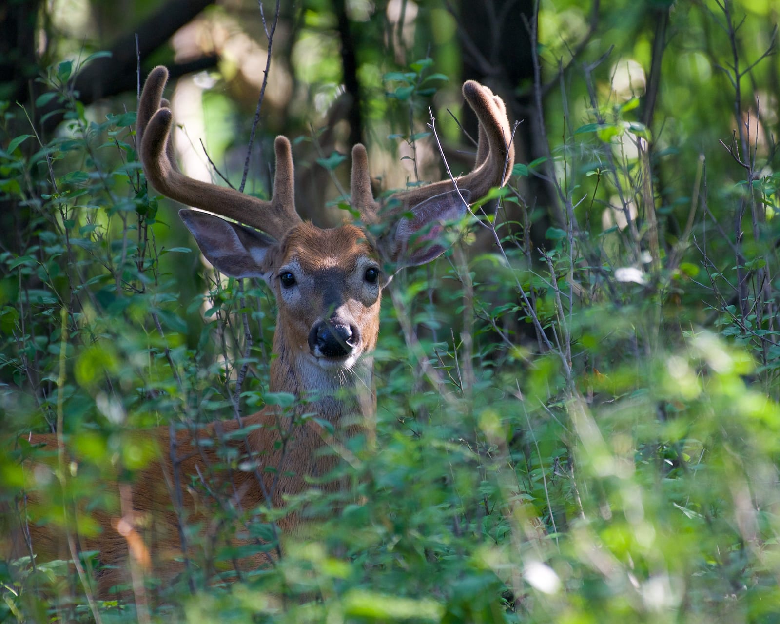 high fence whitetail hunts alabama,  deer hunting near me