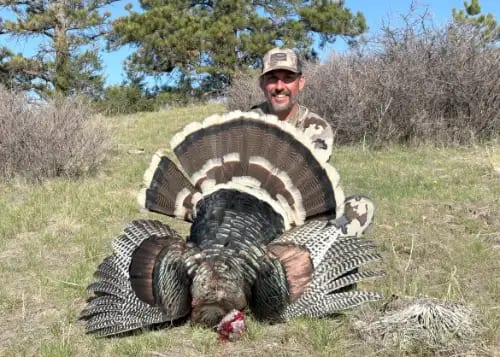 A hunter poses with a harvested wild turkey in a grassy field.