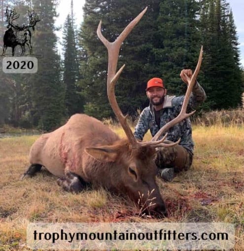 A hunter poses with a harvested elk in a grassy, forested area.