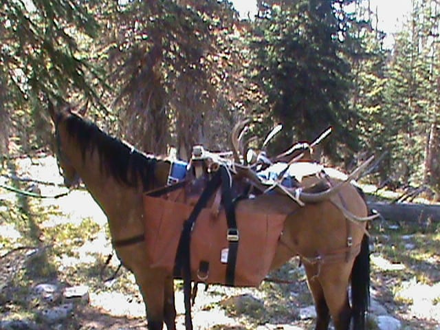 sage+packing+2010+elk+out.jpg