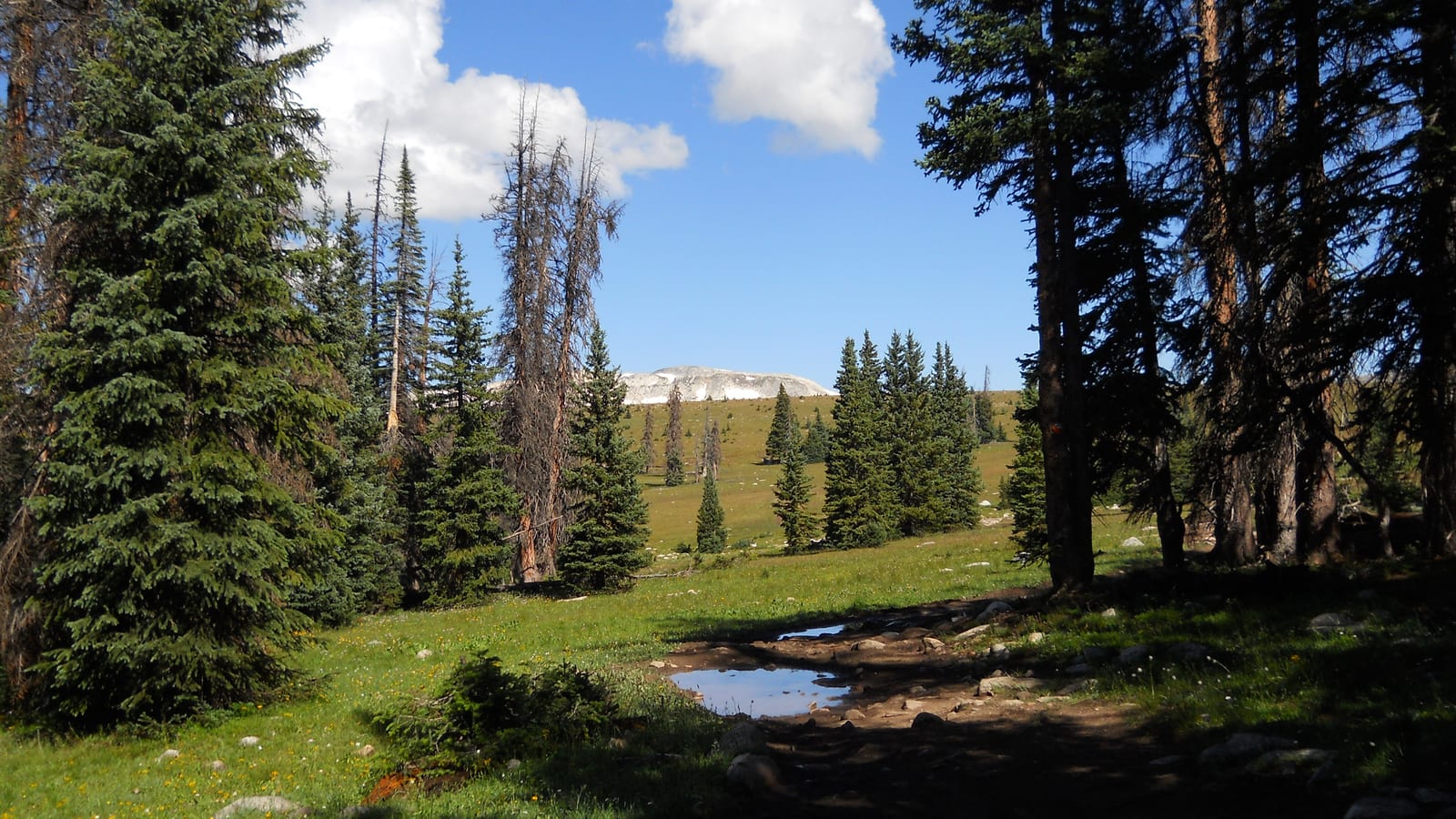A scenic view of a forest and a grassy field with a distant mountain under a blue sky.