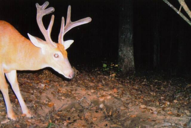 A whitetail deer with antlers stands in a dark, wooded area at night.
