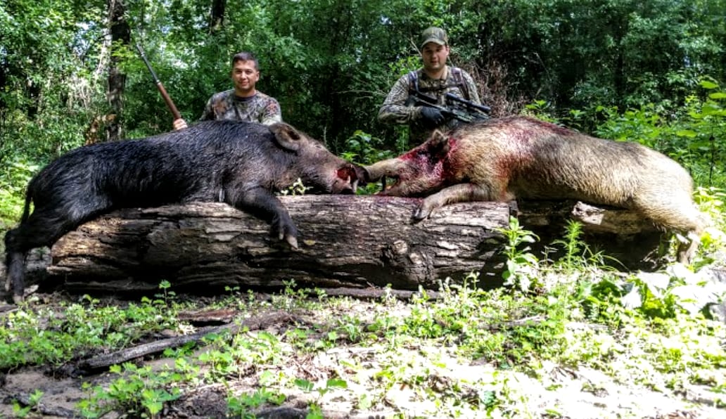 Wild hog hunts in Georgia w Trophys Unlimited