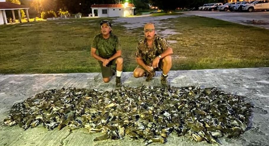Best dove hunting in Mexico!