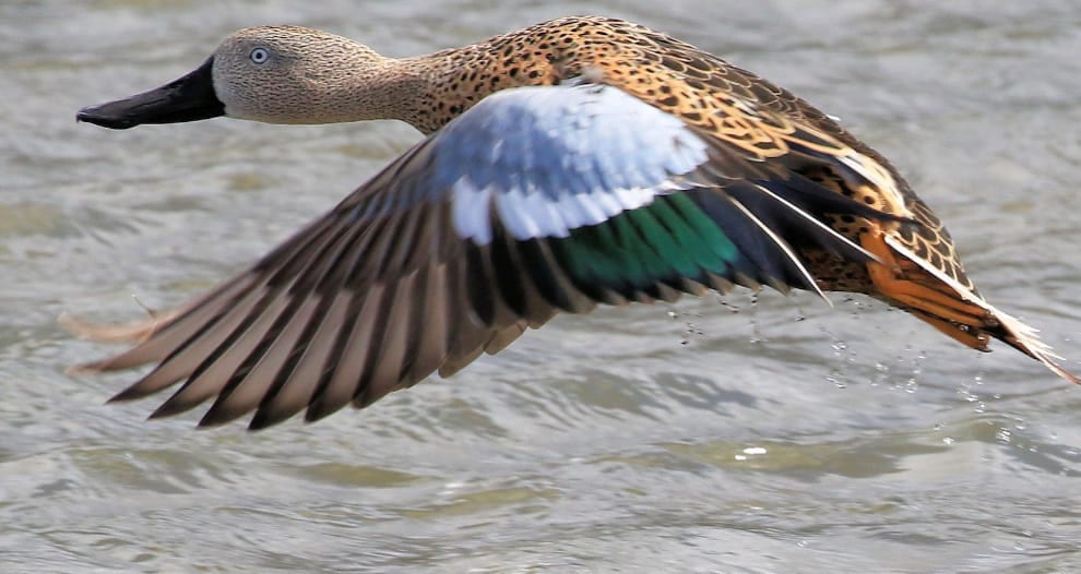 Argentina duck hunts w Trophys Unlimited