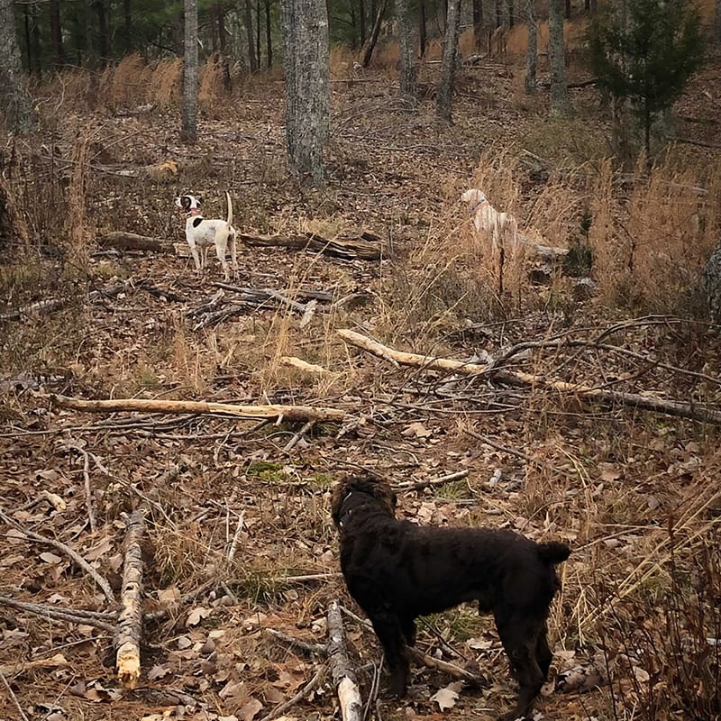 Three hunting dogs in a wooded area with fallen leaves and branches.