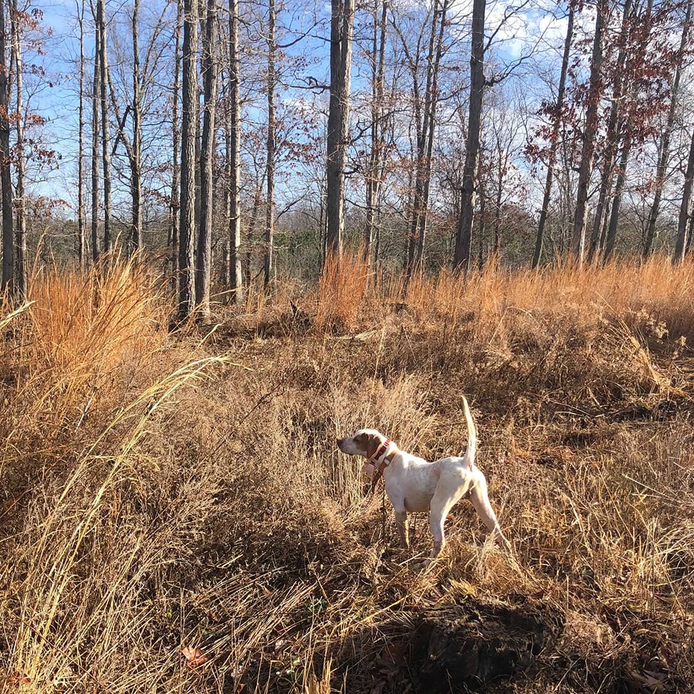 A white and brown hunting dog stands on point in a field of tall, dry grass with trees in the background.