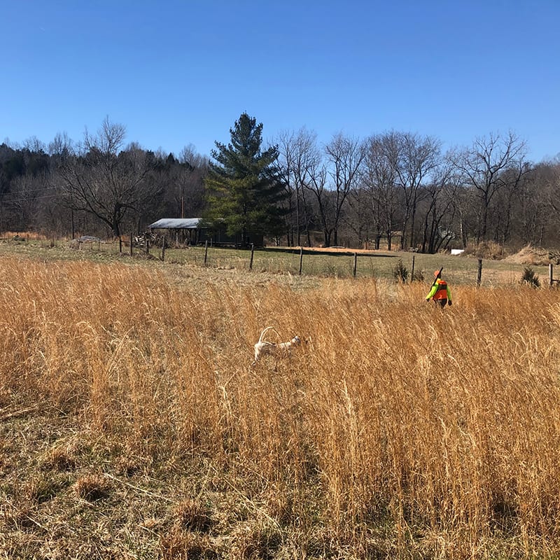 A person in hunting attire and a dog are in a tall grassy field under a clear blue sky.