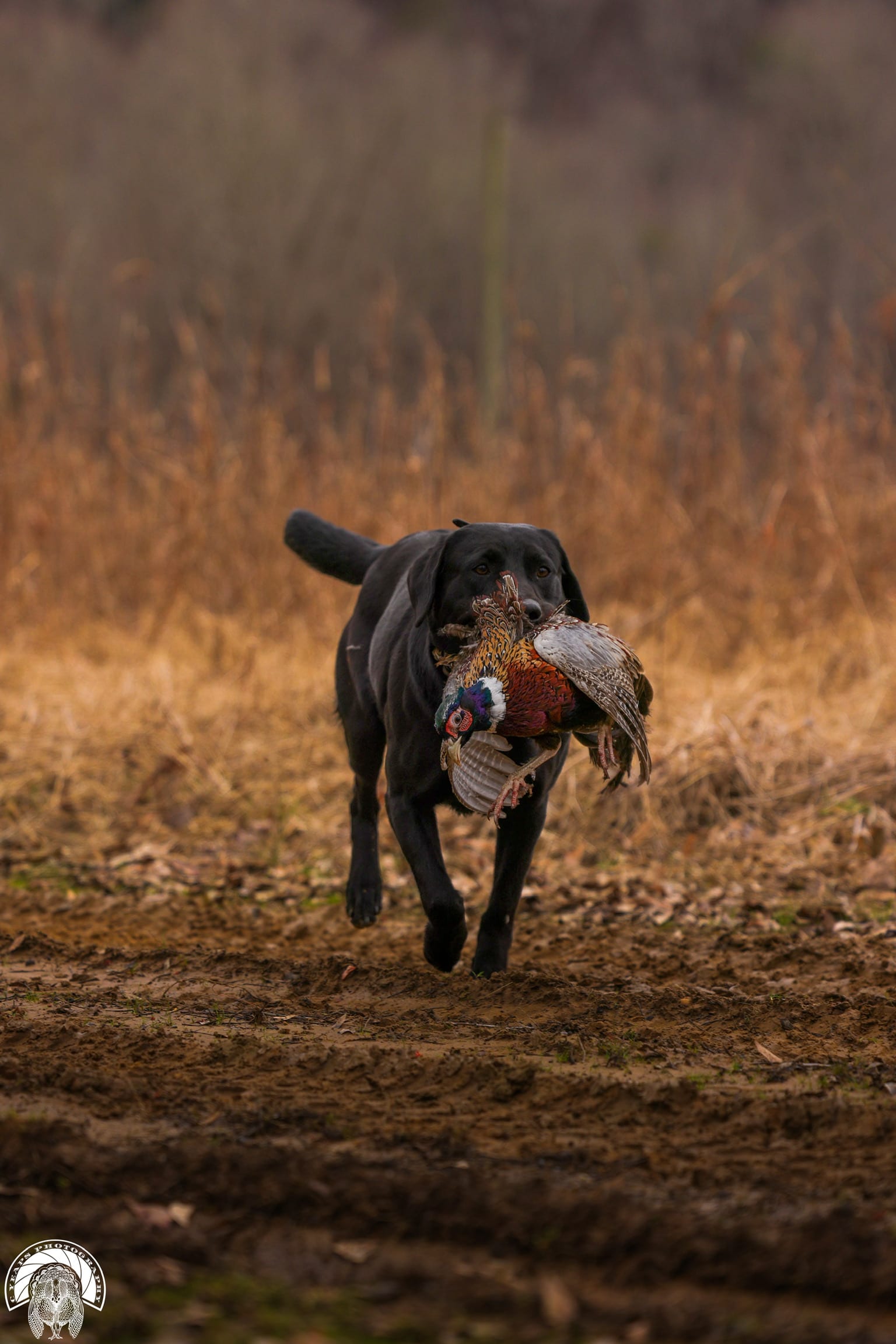 A black Labrador Retriever carries a harvested ring-necked pheasant through a muddy field.