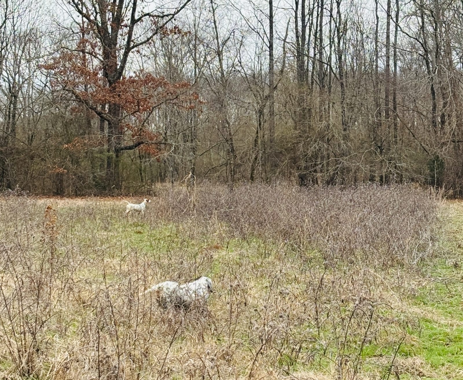 Two hunting dogs are in a field with dry brush and trees in the background.