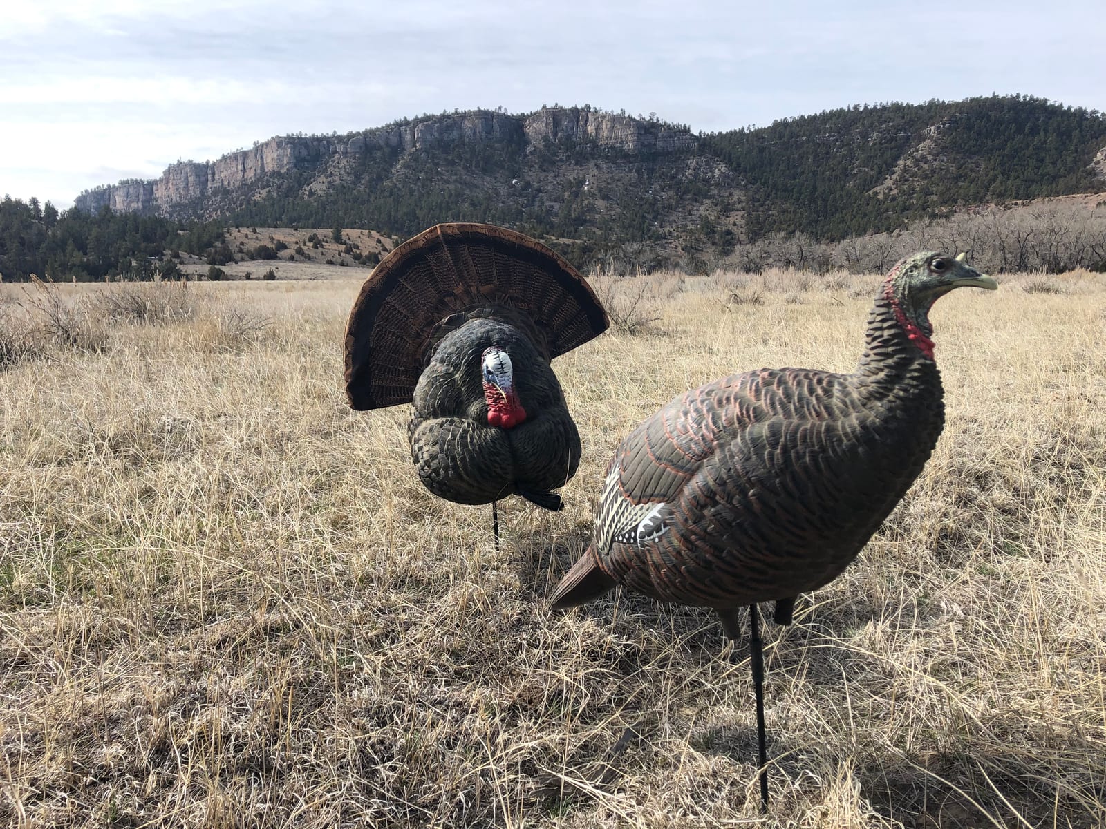 TURKEY