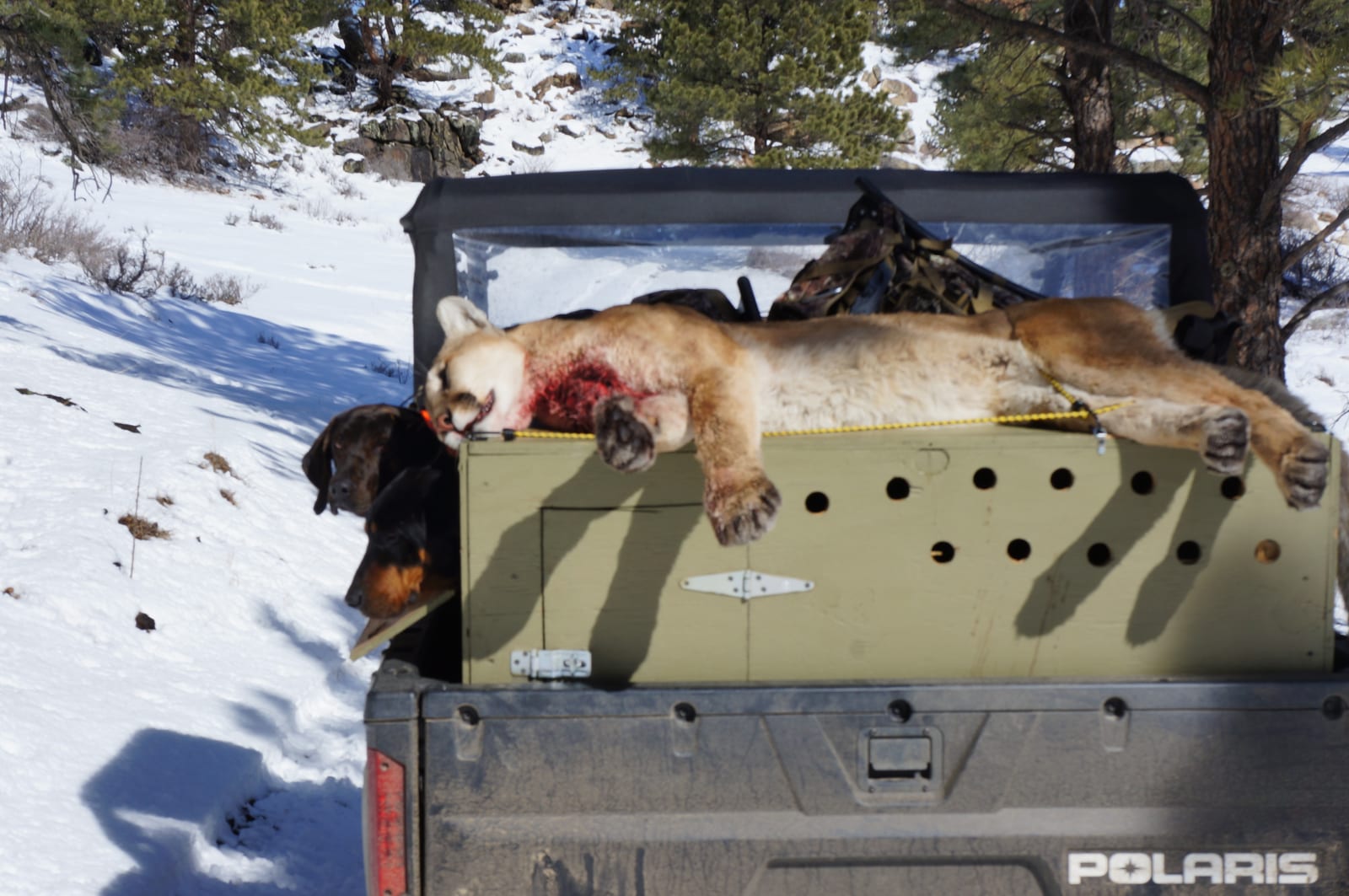 A harvested mountain lion lies on a dog crate in the back of a Polaris vehicle, with two dogs visible next to it, in a snowy landscape.