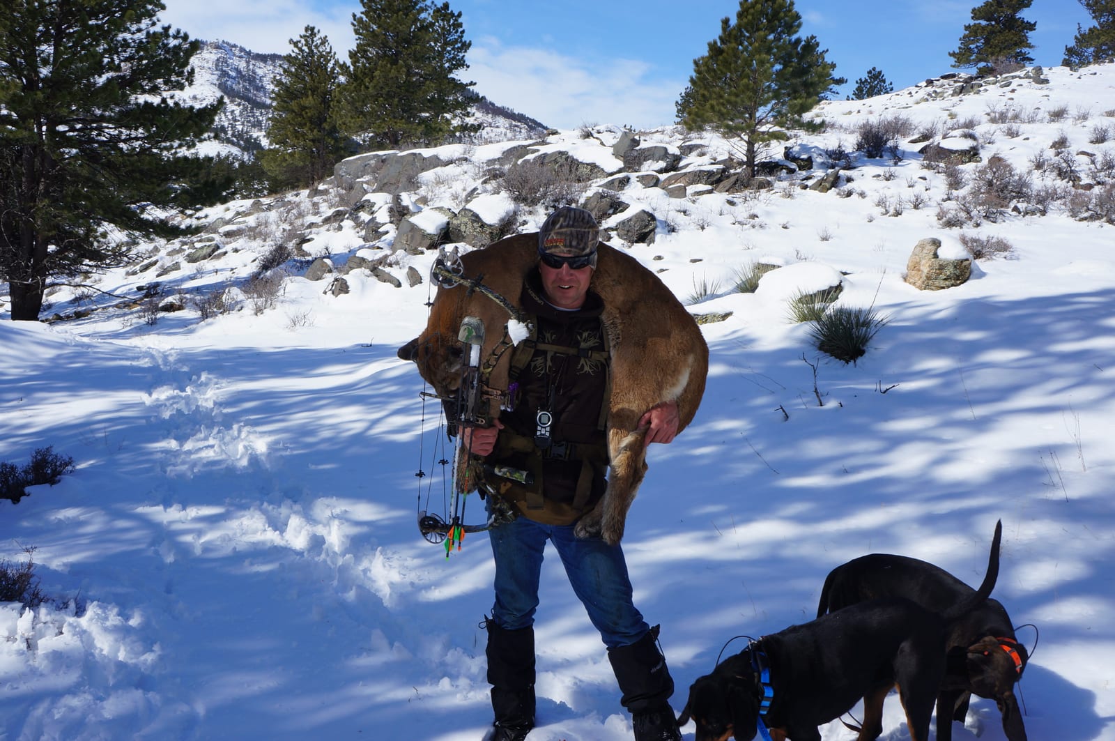 A hunter carries a harvested mountain lion over his shoulders in a snowy landscape, accompanied by two dogs.