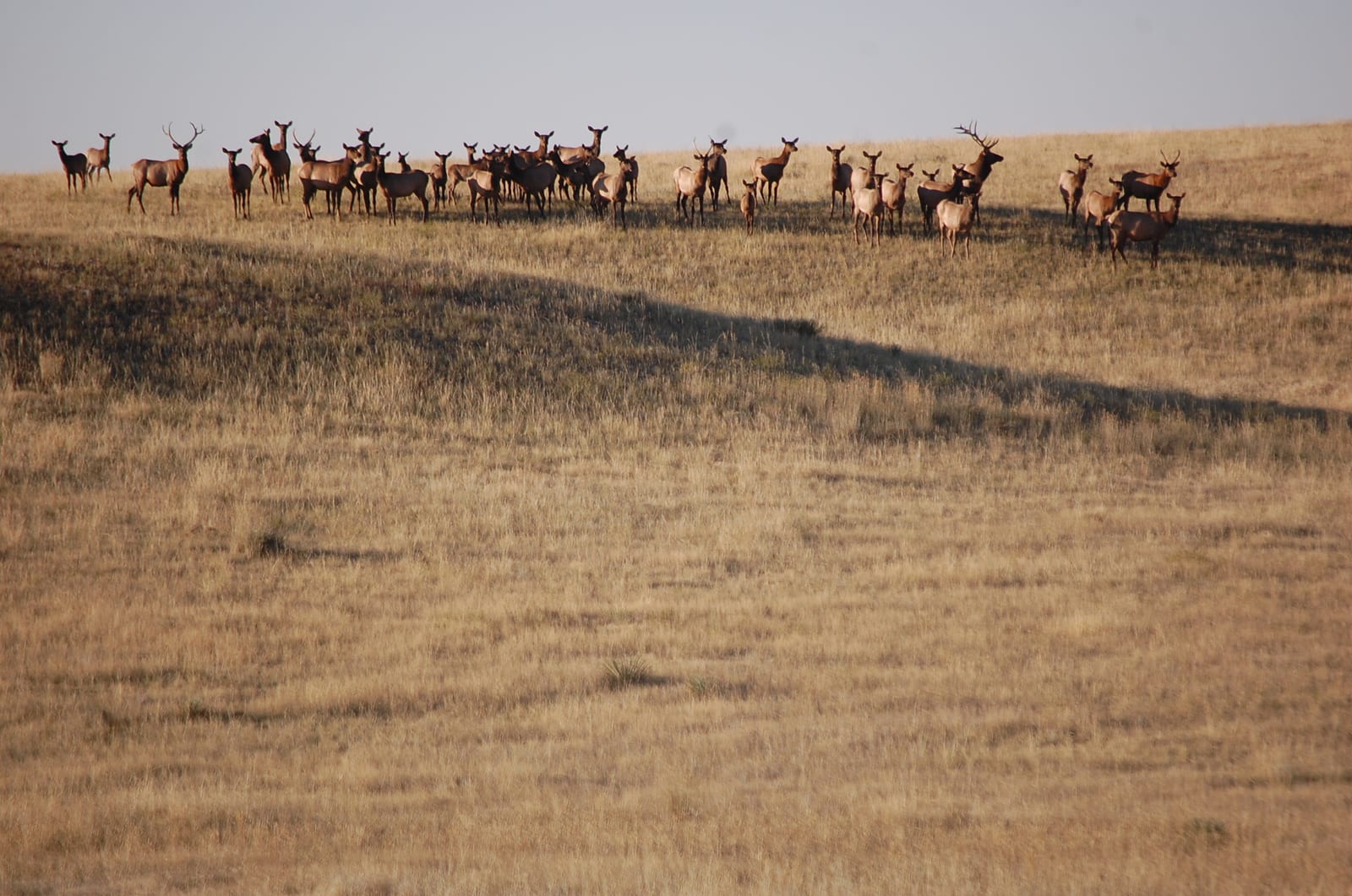 A large herd of elk stands on a grassy hill under a clear sky.