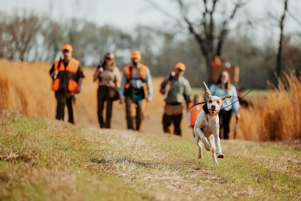 A hunting dog runs in a grassy field with a group of hunters in the background.