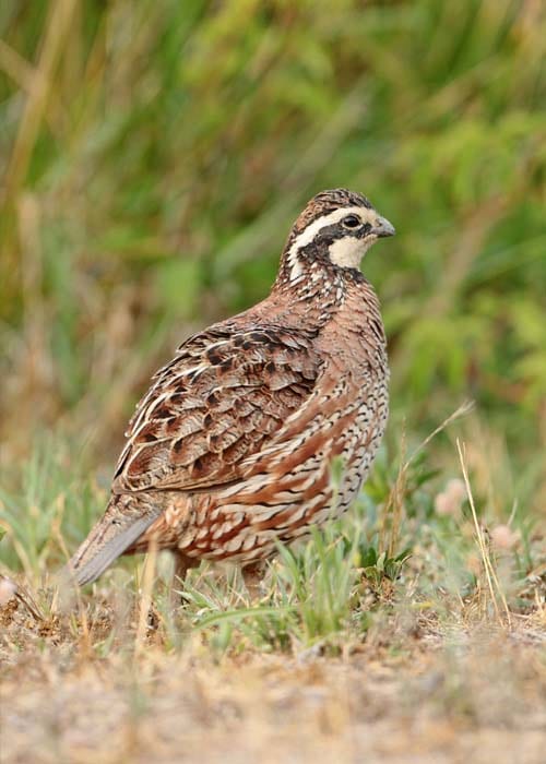 A Northern Bobwhite Quail stands in green and brown grass.
