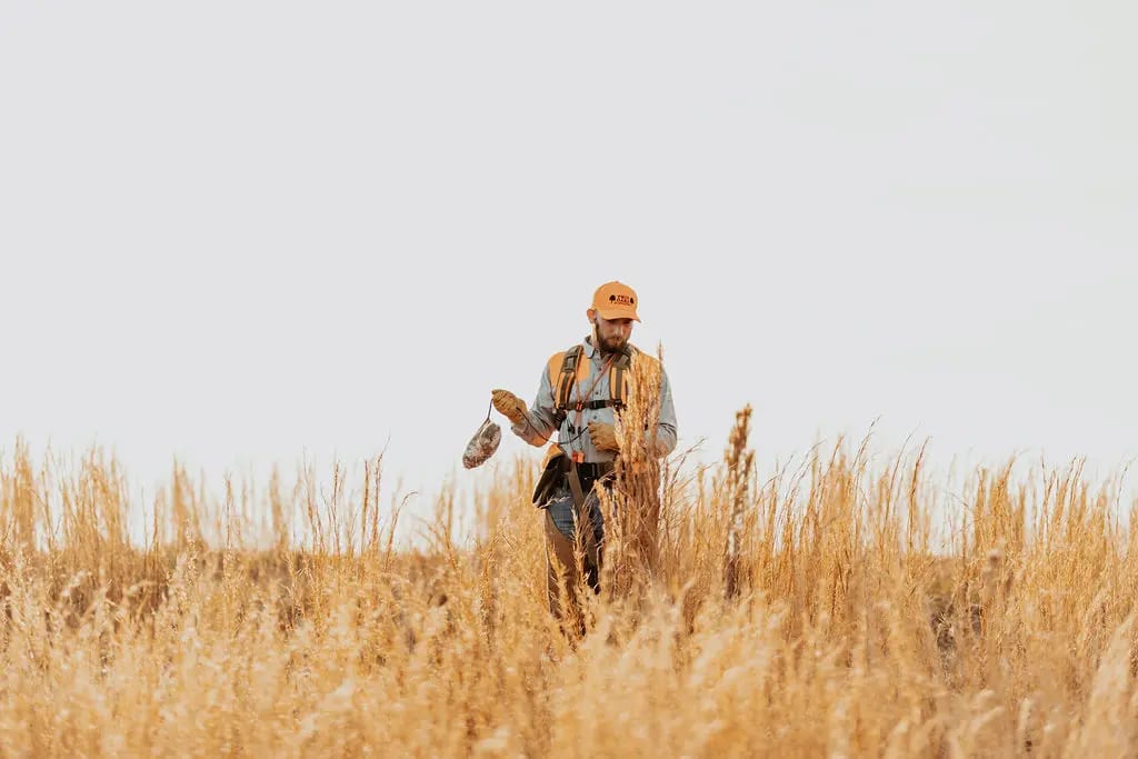 A hunter walks through a field holding a harvested northern bobwhite quail.