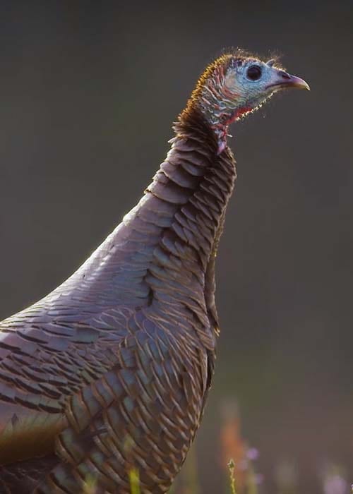 A close-up of a wild turkey's head and neck against a dark, blurred background.