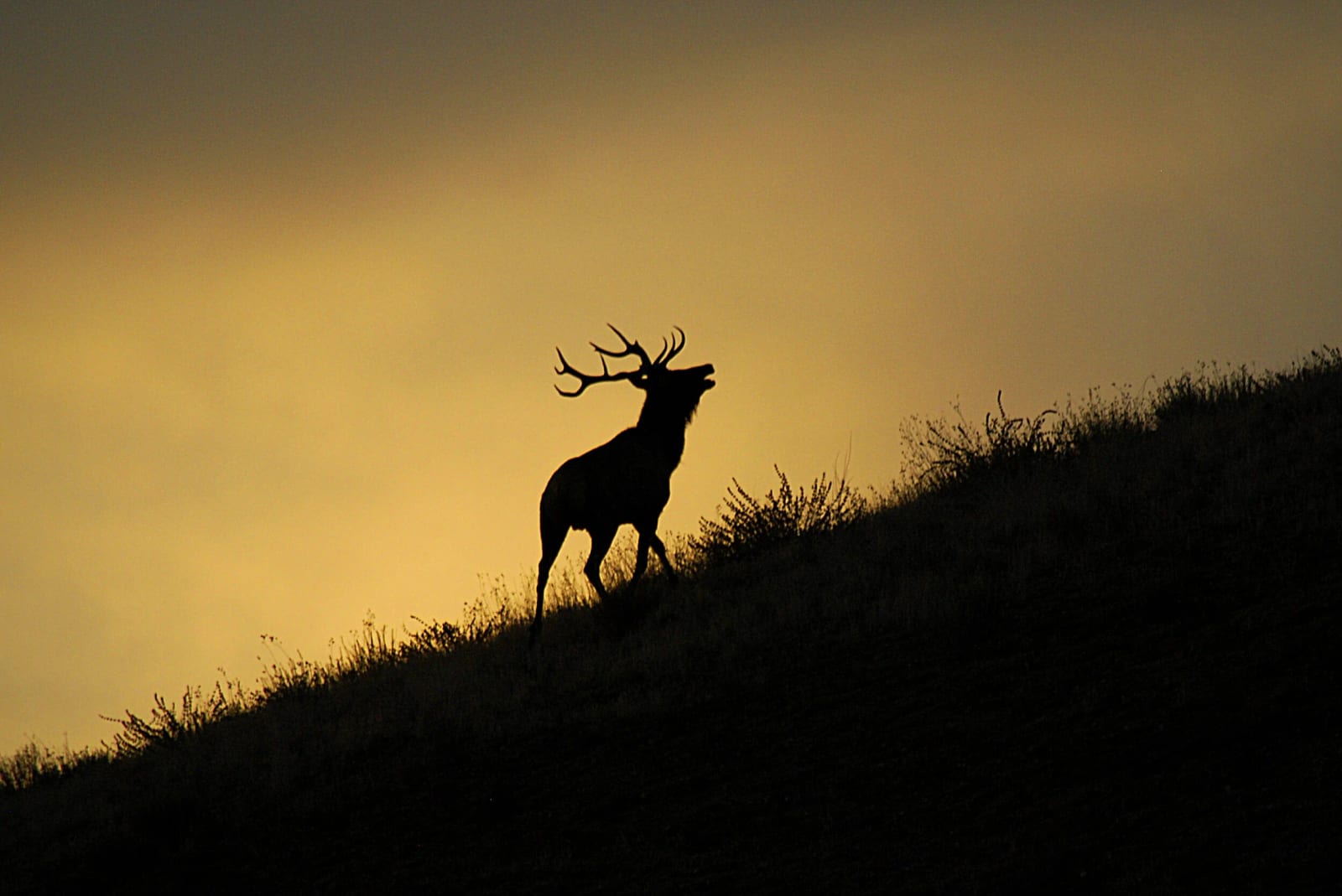 elk.jpg