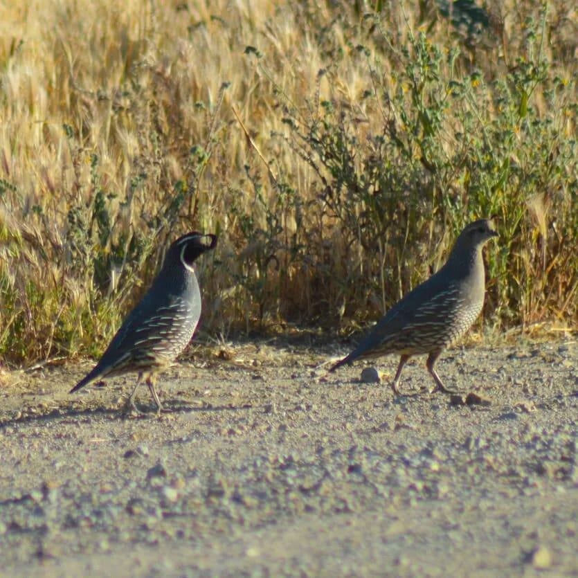 quail.jpg