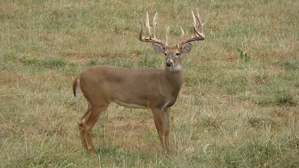 A large whitetail deer buck with impressive antlers stands in a grassy field.