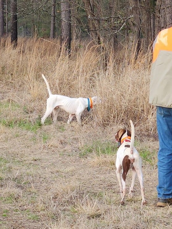Two hunting dogs, one white and one brown and white, are in a field with tall dry grass, with a person partially visible on the right.