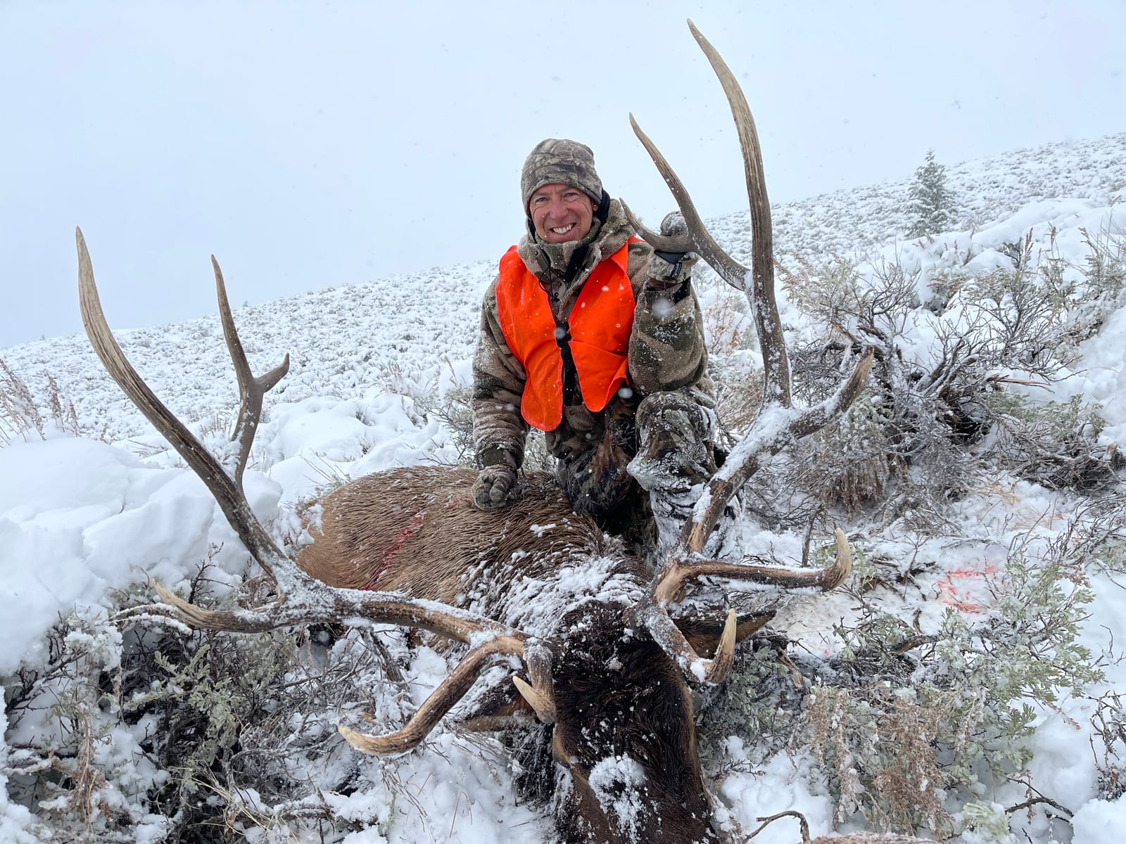 A hunter in an orange vest poses with a harvested elk in a snowy landscape.