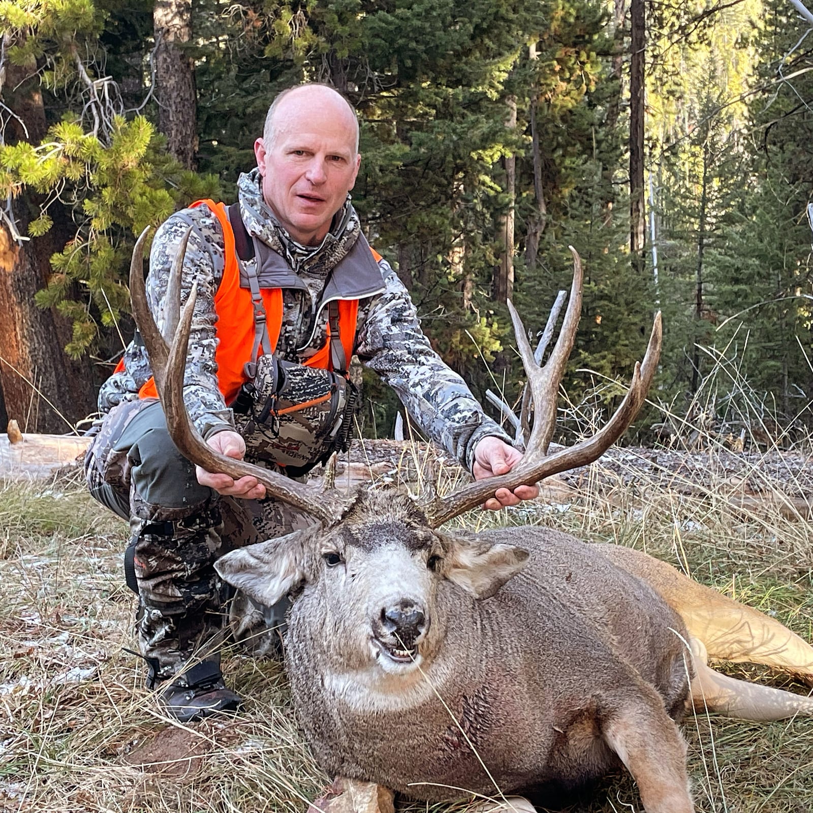 A hunter kneels next to a harvested mule deer in a forest.