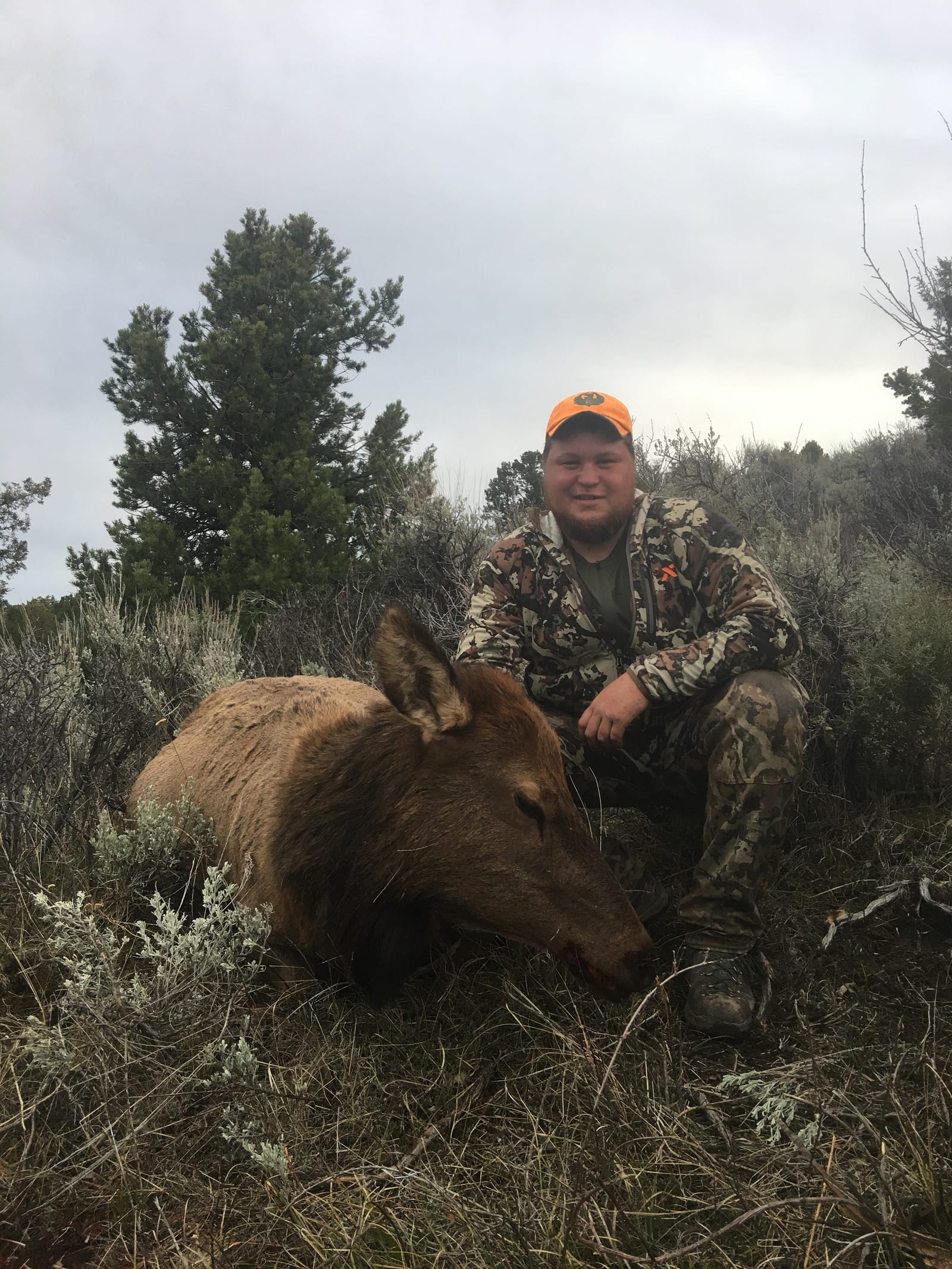 A hunter in camouflage and an orange hat poses with a harvested elk in a field.