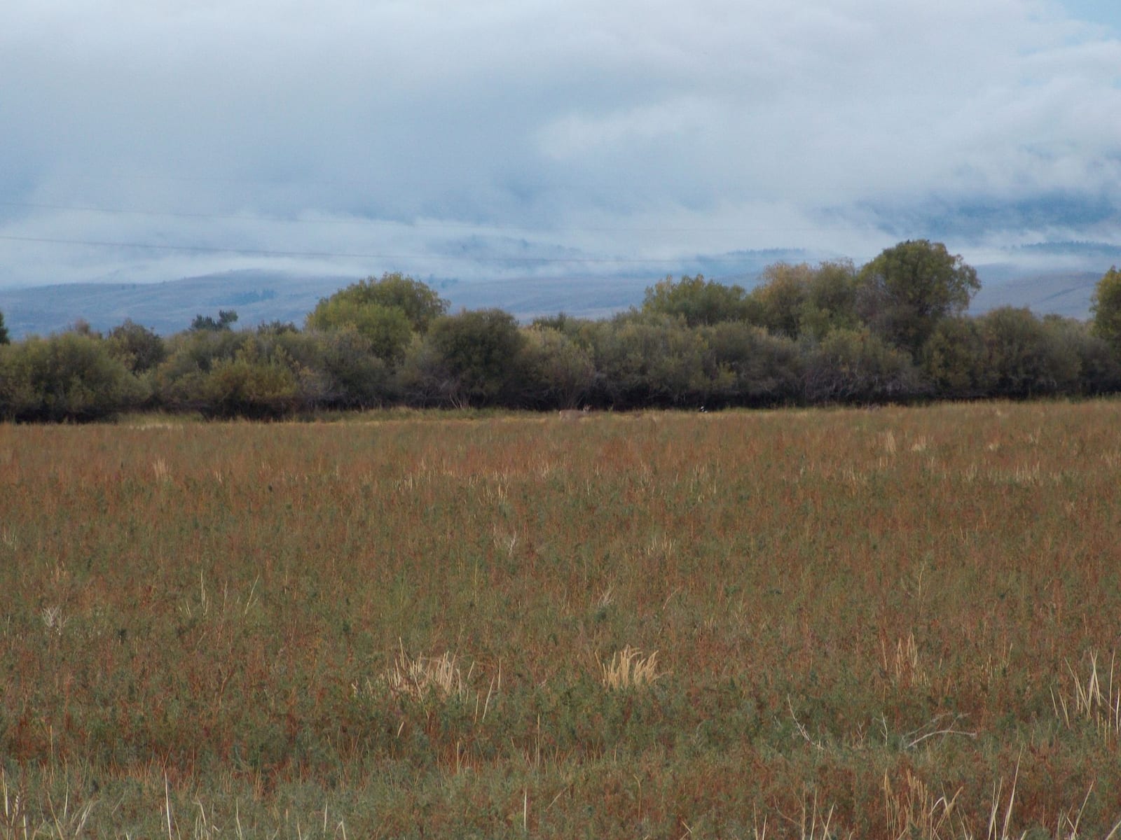 Elk Gallery Image