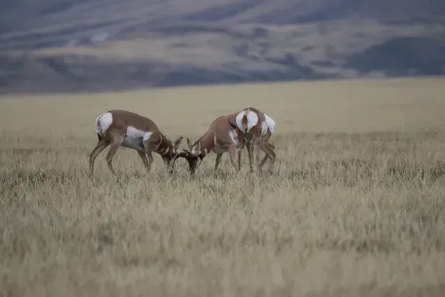 Two antelope are standing in a field of tall grass.