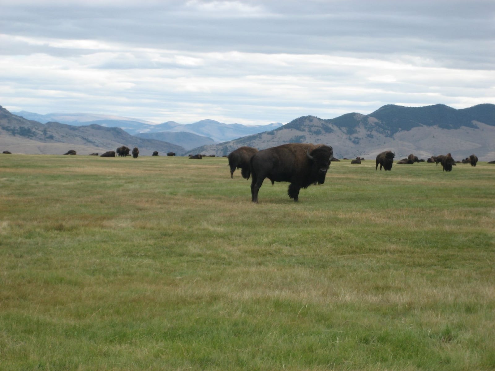 Elk Gallery Image