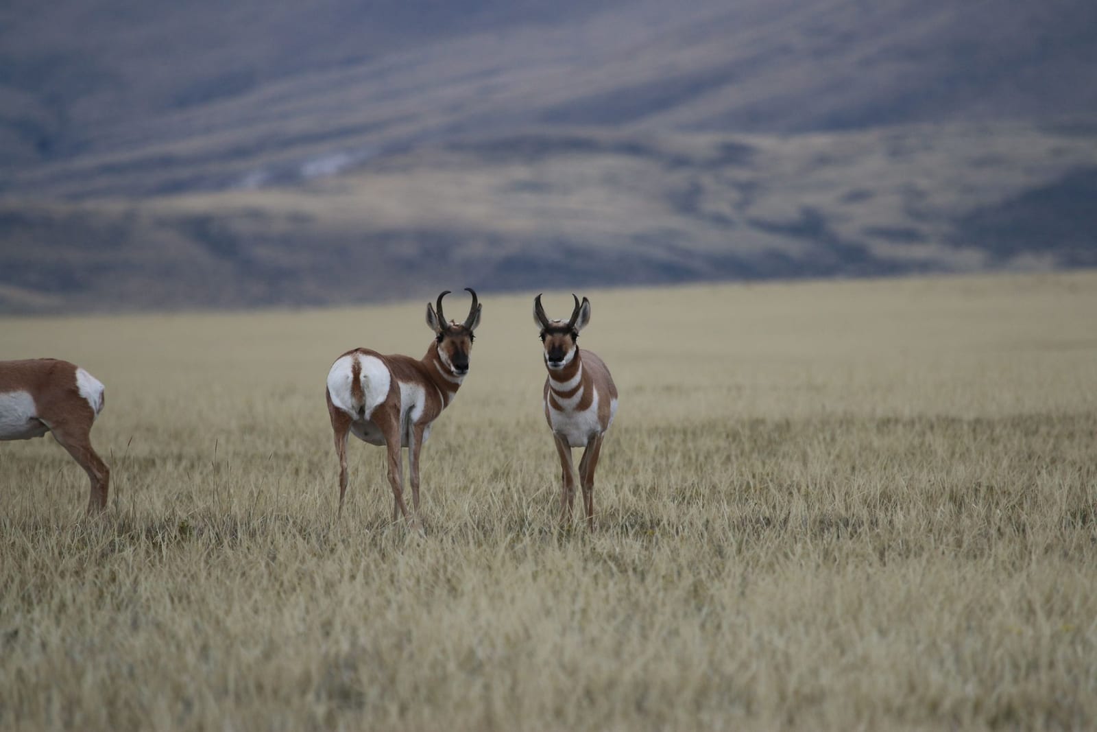 Antelope Archery Gallery Image