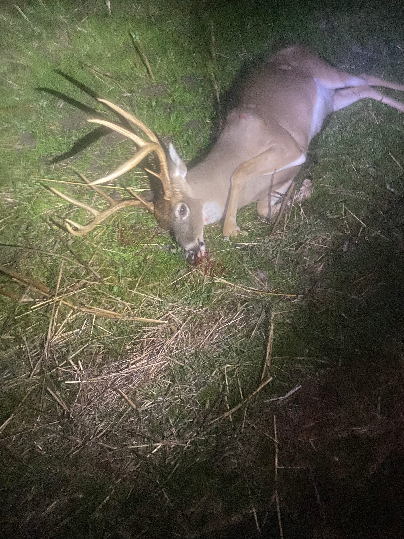A harvested whitetail deer with large antlers lies on the ground at night.