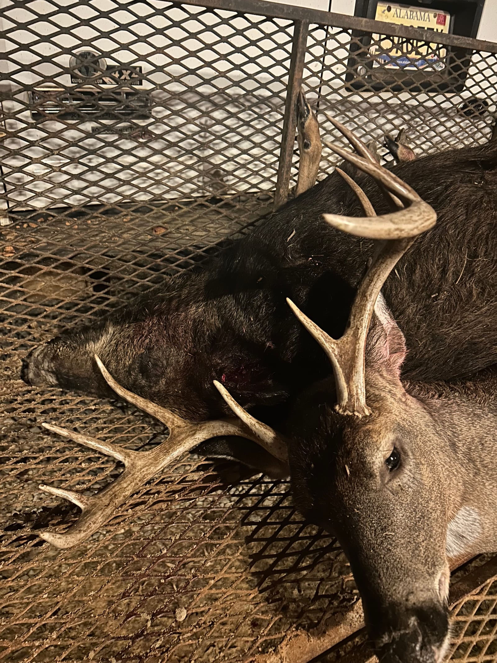 A harvested whitetail deer and a wild boar are laid on a metal grate.