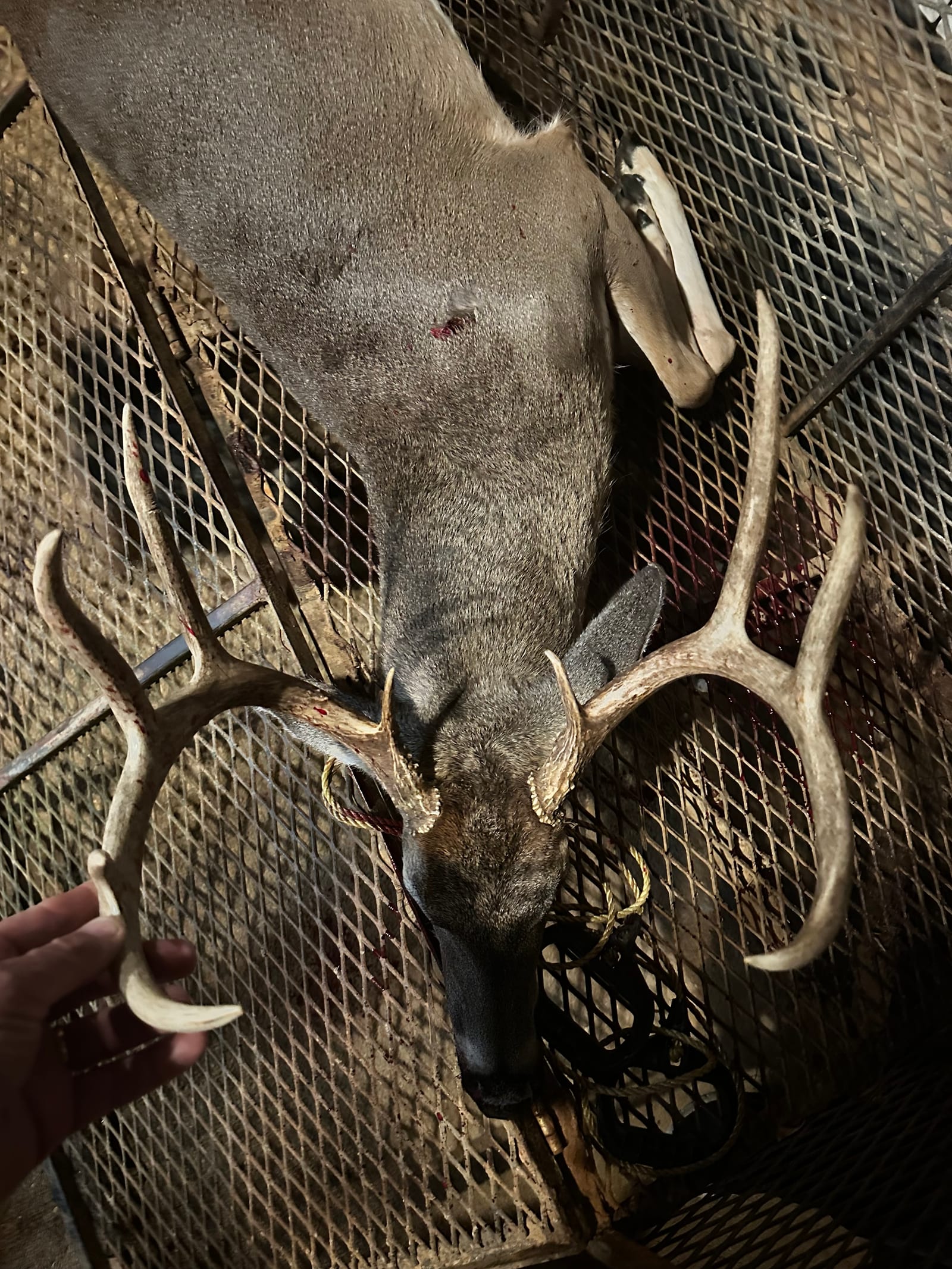 A harvested whitetail deer with antlers is shown lying on a metal grate, with a hand holding one of its antlers.